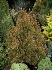 Thuja occidentalis 'Rain Pearl' 